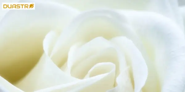 White Symbolism in Design